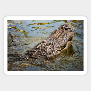 Emerging Gator Sticker